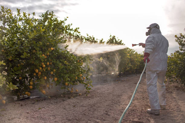 Professional Pest Control in Rockville Centre, NY