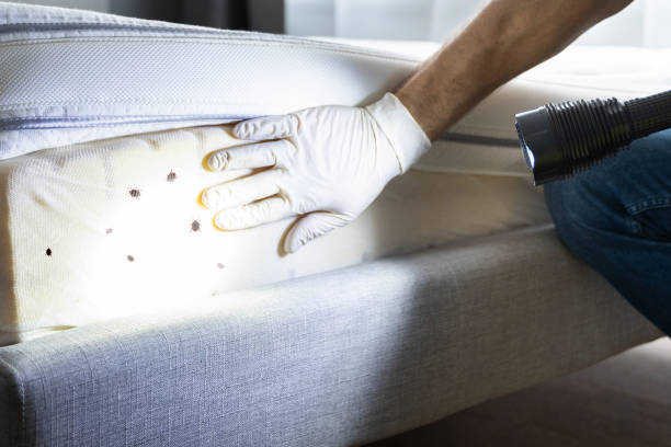 Best Commercial Pest Control Services  in Rockville Centre, NY